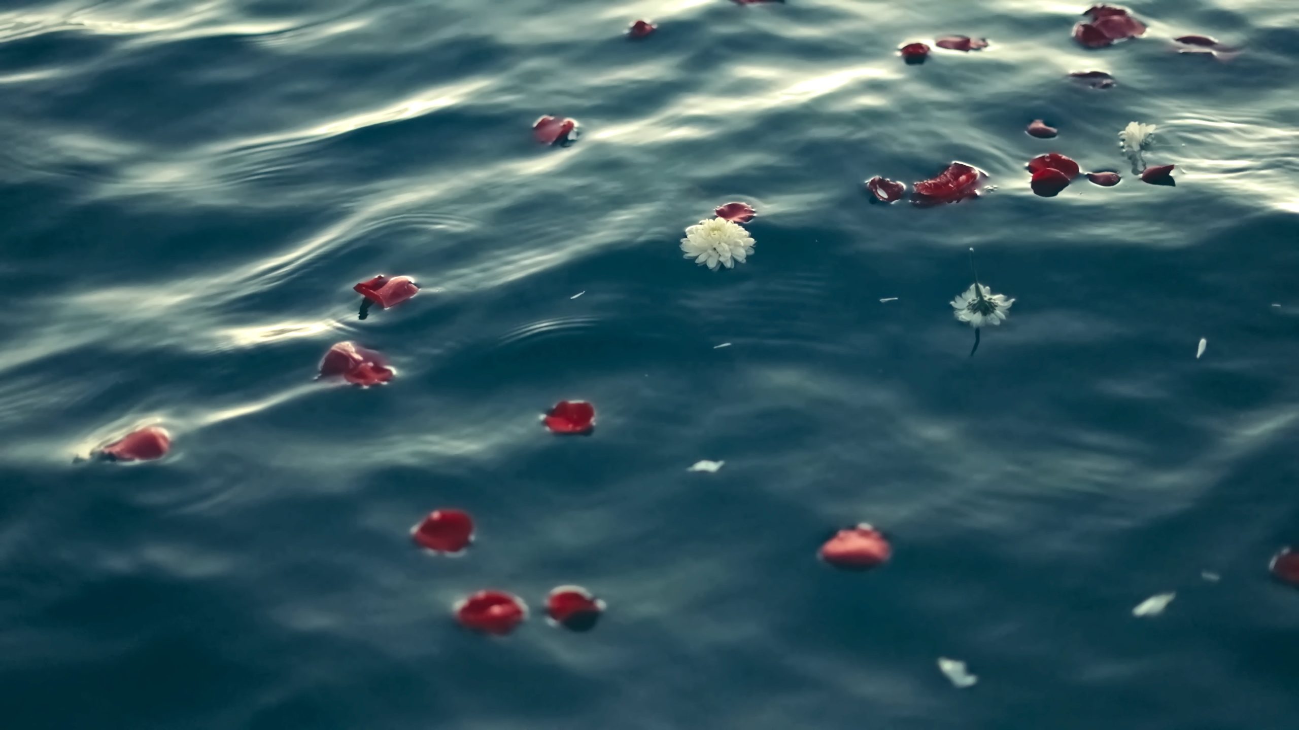 Beautiful shot of flower petals floating in the water